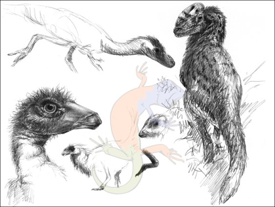 basal Coelurosauria