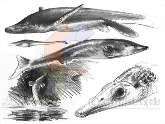 aquatic sauropsids
