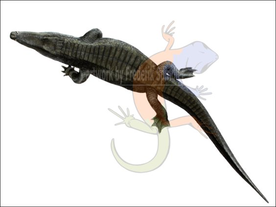 *Goniopholis*