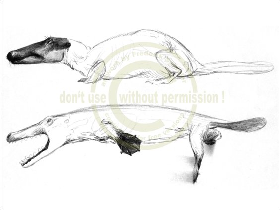 *Ambulocetus*