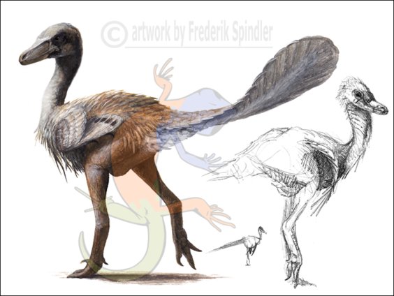 Troodontidae