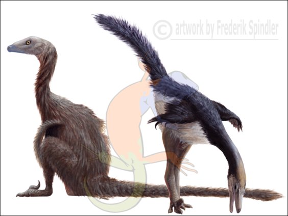 Troodontidae series