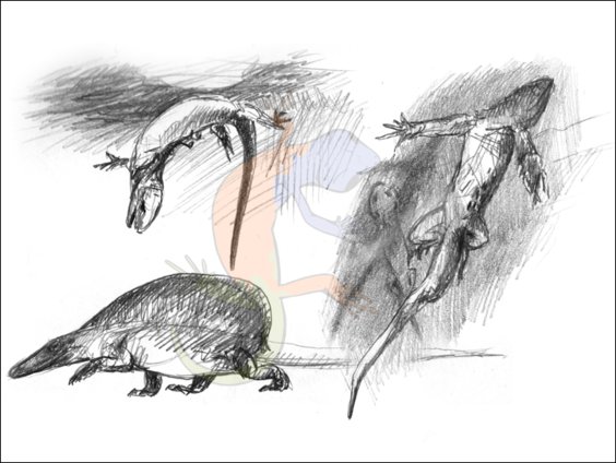 basal synapsids