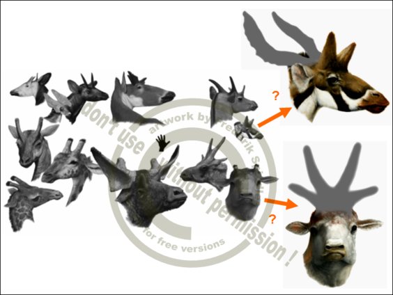 Giraffoidea