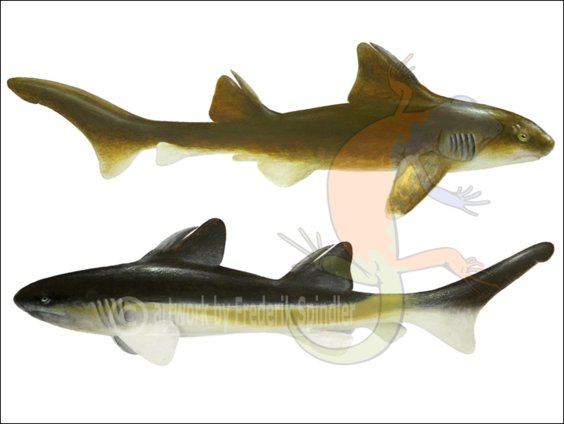 fossil sharks