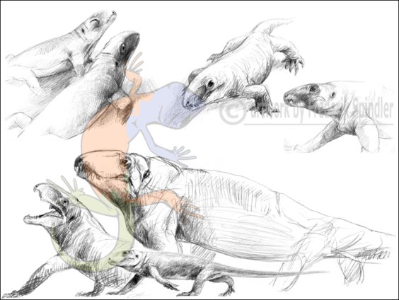 sphenacodont pelycosaurs