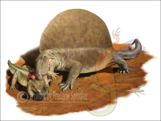 *Seymouria* & *Dimetrodon*
