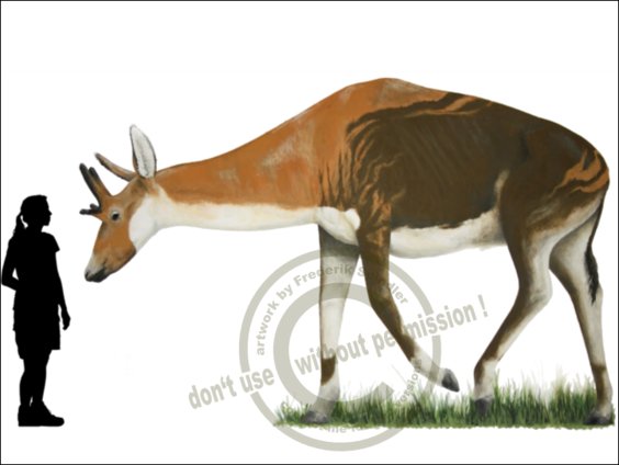 *Shansitherium fuguensis*
