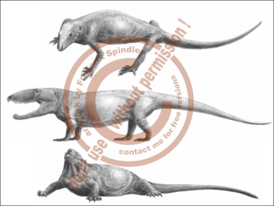 Evolution der Synapsiden I