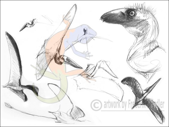 pterosaurs