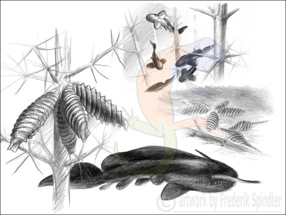 Paleozoic elasmobranchs