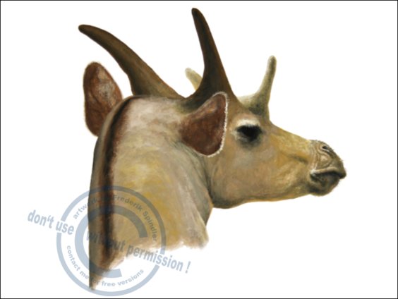 *Giraffokeryx punjabiensis*