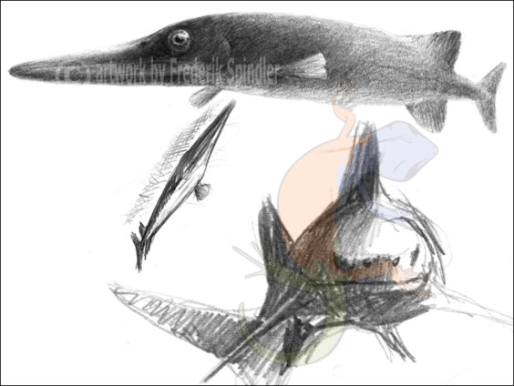 fishes