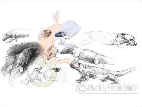 ophiacodontids