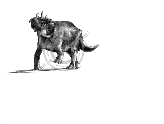 *Pachyrhinosaurus*