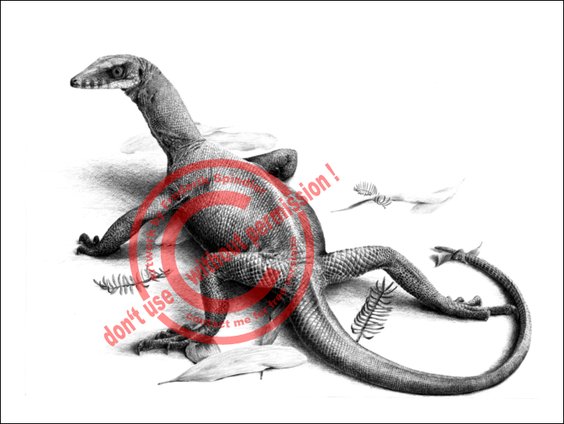 *Protorosaurus speneri*