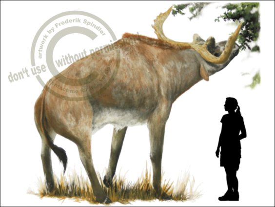 *Sivatherium maurusium*