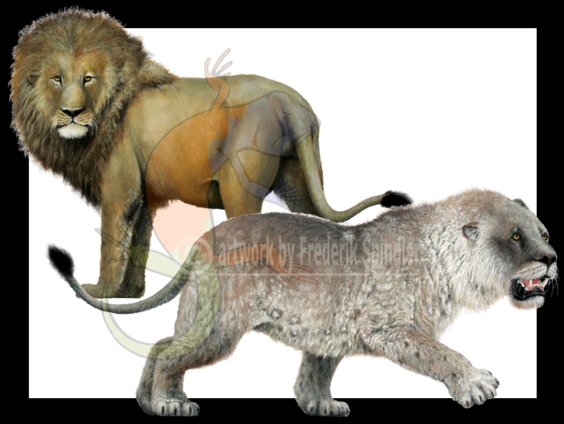 lions