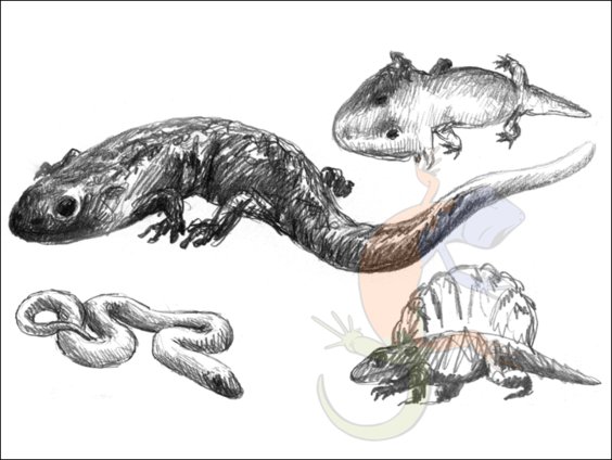 amphibians