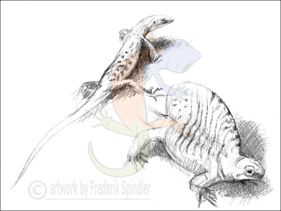 Permian amniotes