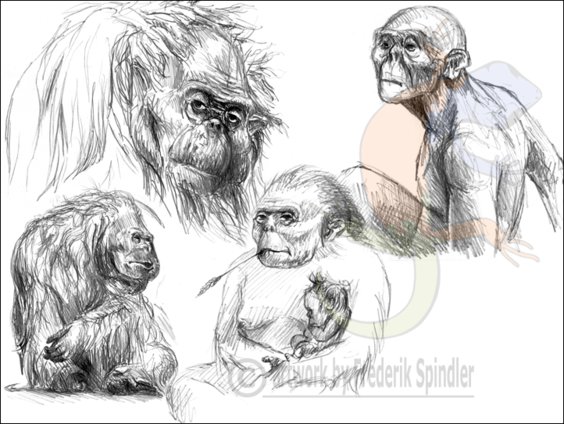 *Gigantopithecus*