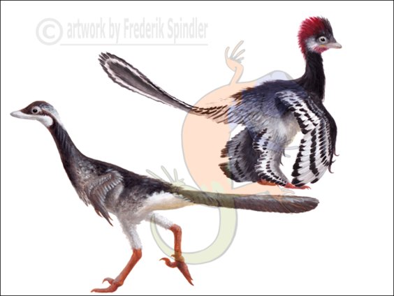 Troodontidae series