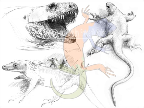 primitive pelycosaurs