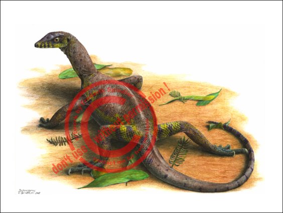 *Protorosaurus speneri*