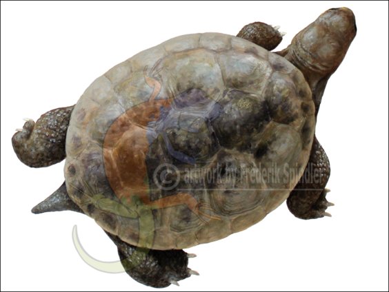 *Plesiochelys*