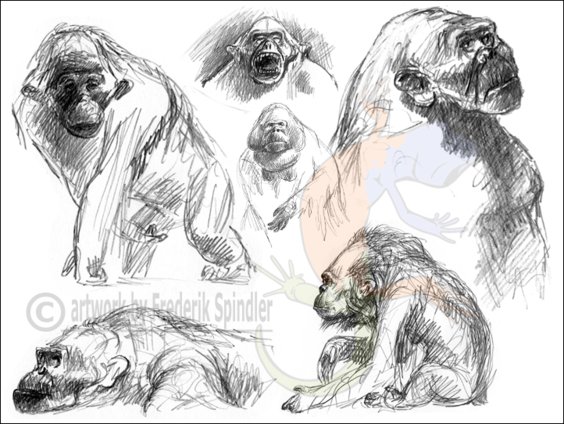 *Gigantopithecus*