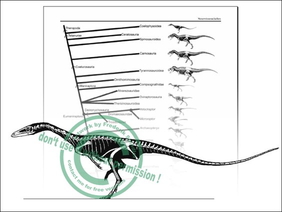 *Coelophysis*