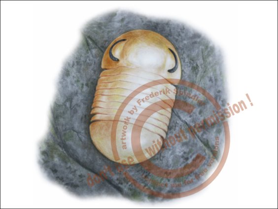 *Nileus platys*