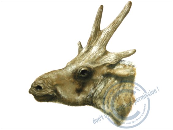 *Bramatherium perimense*
