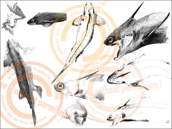 Xenacanthidae