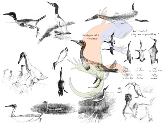 Hesperornithidae