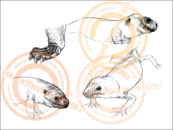 anapside Reptilomorphen