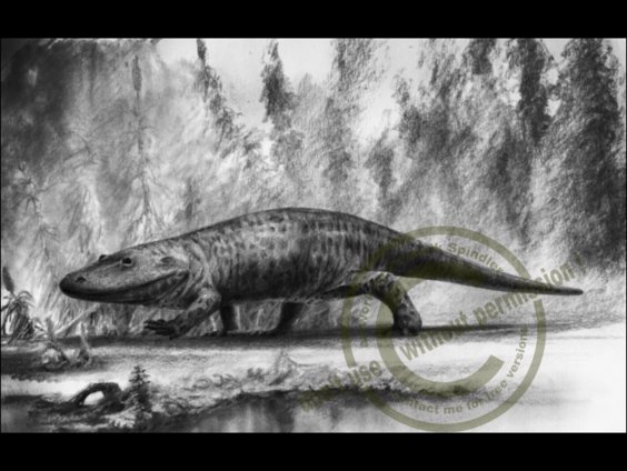 *Eryops*