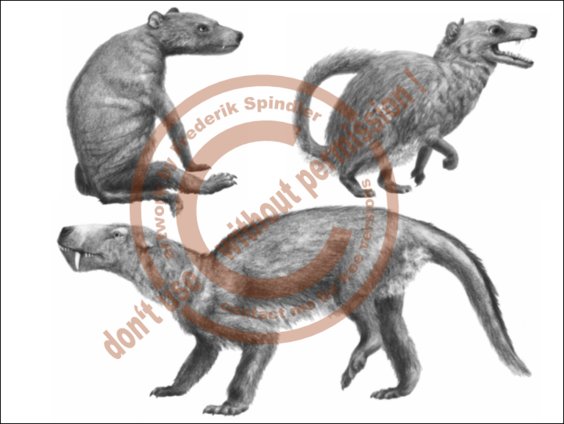 Evolution der Synapsiden IV