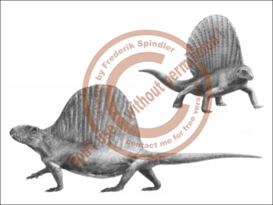 Evolution der Synapsiden II
