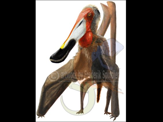 *Istiodactylus*