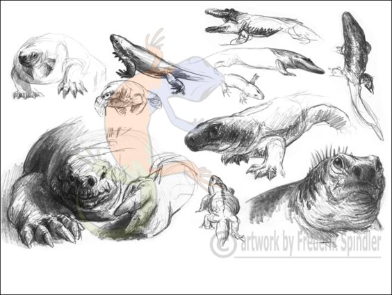 primitive tetrapods