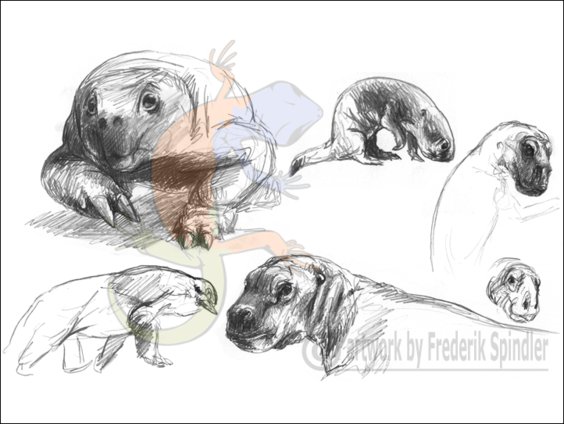 anomodonts