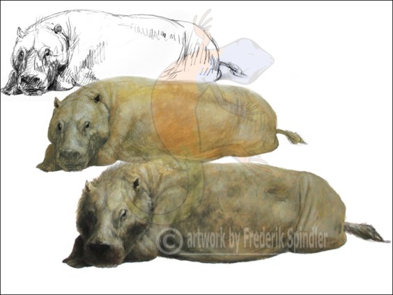 Oreodonts III