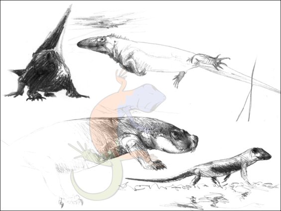 basal synapsids