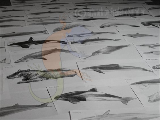 cetaceans
