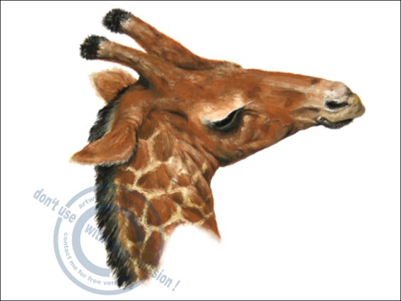 *Giraffa jumae*
