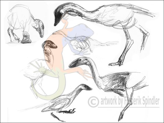 theropods