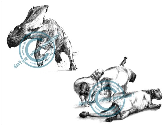 *Chasmosaurus* & *Pinacosaurus*