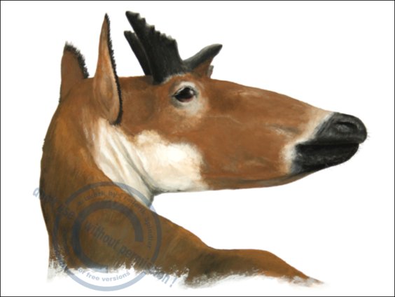 *Samotherium boisseri*