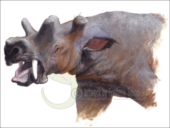 *Uintatherium*
